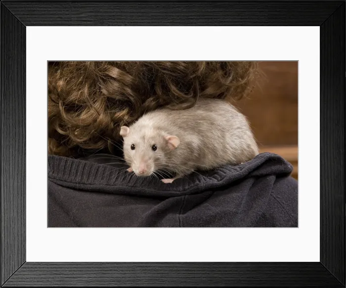 Framed Print : Picture No. 10776178 Framed Print : Picture No. 10776178