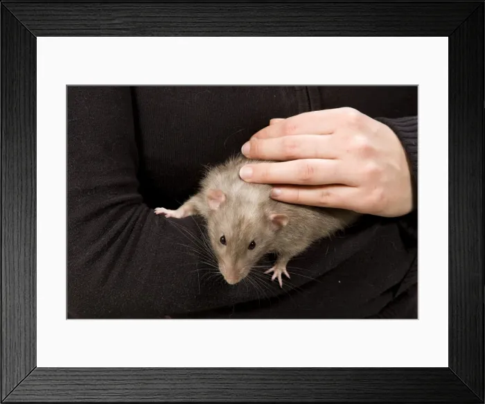Framed Print : Picture No. 10776185 Framed Print : Picture No. 10776185