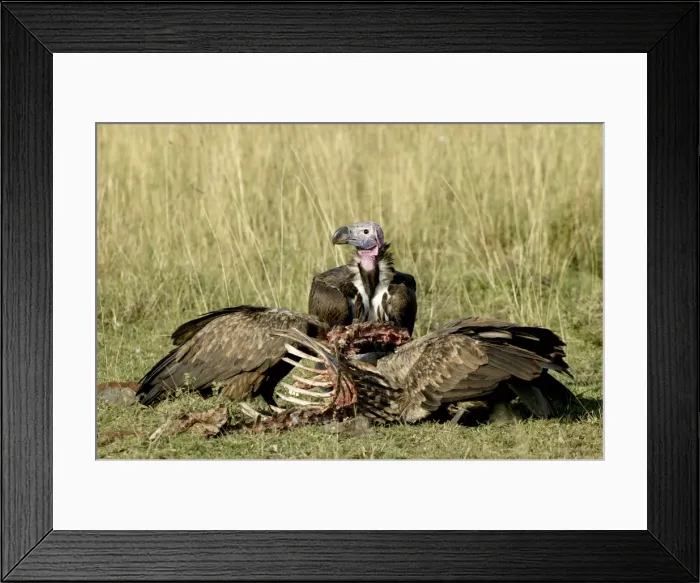 Framed Print : Picture No. 10776486 Framed Print : Picture No. 10776486