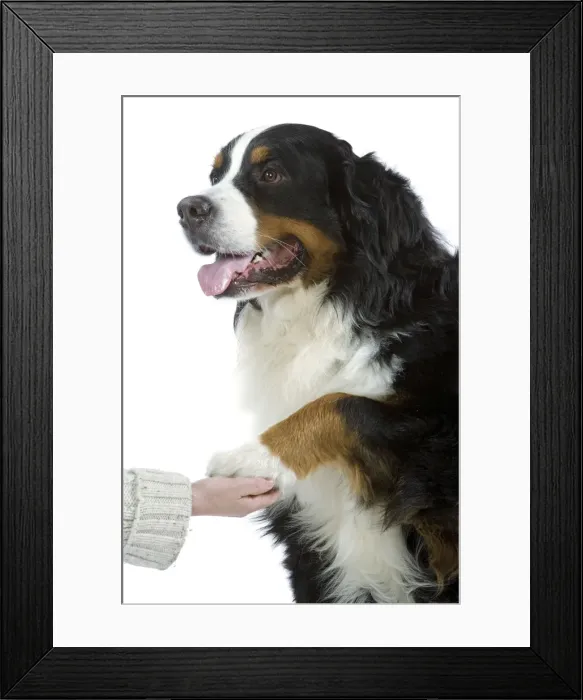 Framed Print : Picture No. 10776407 Framed Print : Picture No. 10776407