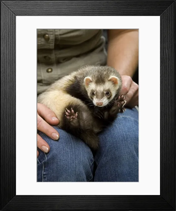 Framed Print : Picture No. 10776555 Framed Print : Picture No. 10776555