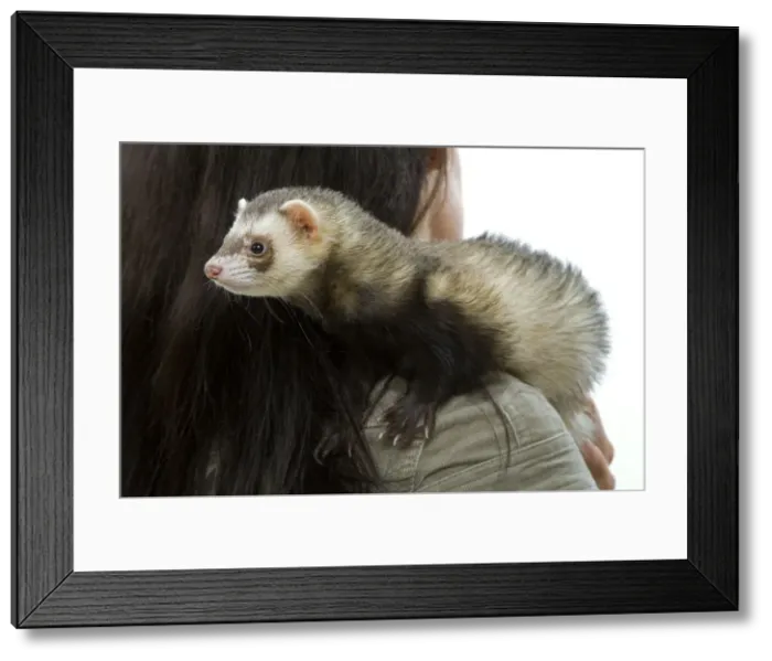 Framed Print : Picture No. 10776556 Framed Print : Picture No. 10776556