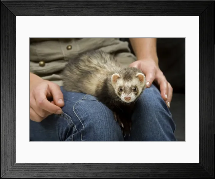 Framed Print : Picture No. 10776553 Framed Print : Picture No. 10776553