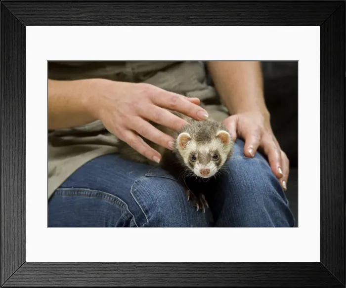Framed Print : Picture No. 10776552 Framed Print : Picture No. 10776552