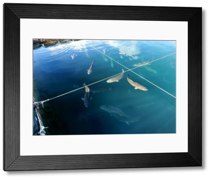Framed Print : Picture No. 10778047 Framed Print : Picture No. 10778047