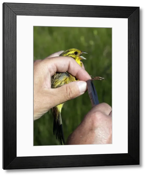 Framed Print : Picture No. 10778012 Framed Print : Picture No. 10778012