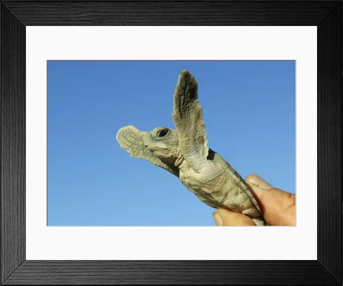 Framed Print : Picture No. 10778120 Framed Print : Picture No. 10778120