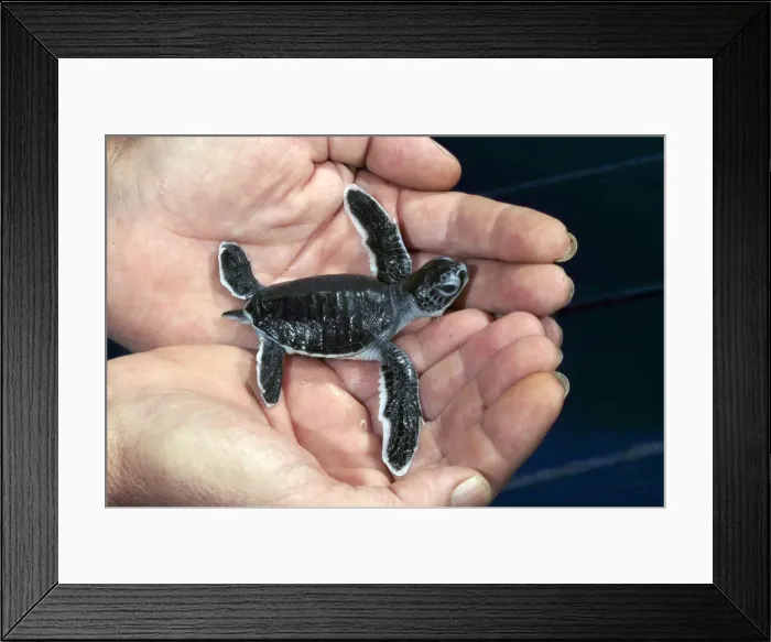 Framed Print : Picture No. 10778131 Framed Print : Picture No. 10778131