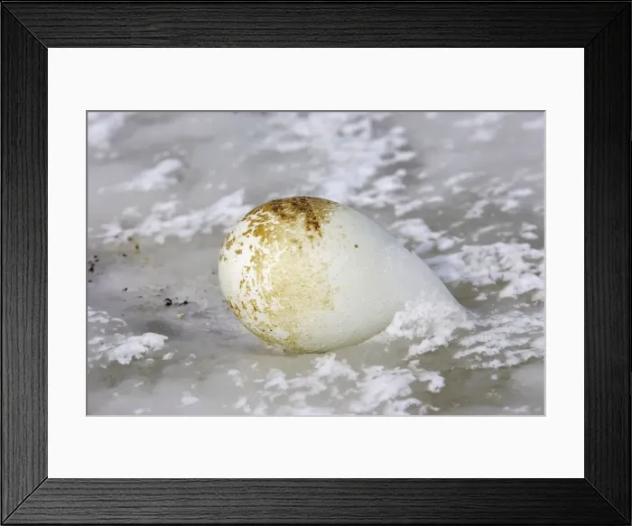 Framed Print : Picture No. 10778299 Framed Print : Picture No. 10778299