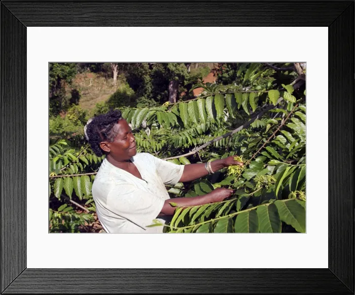 Framed Print : Picture No. 10778145 Framed Print : Picture No. 10778145
