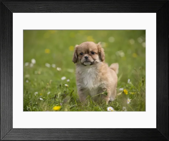 Framed Print : Picture No. 10984129 Framed Print : Picture No. 10984129