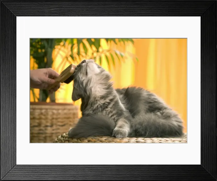 Framed Print : Picture No. 10769800 Framed Print : Picture No. 10769800