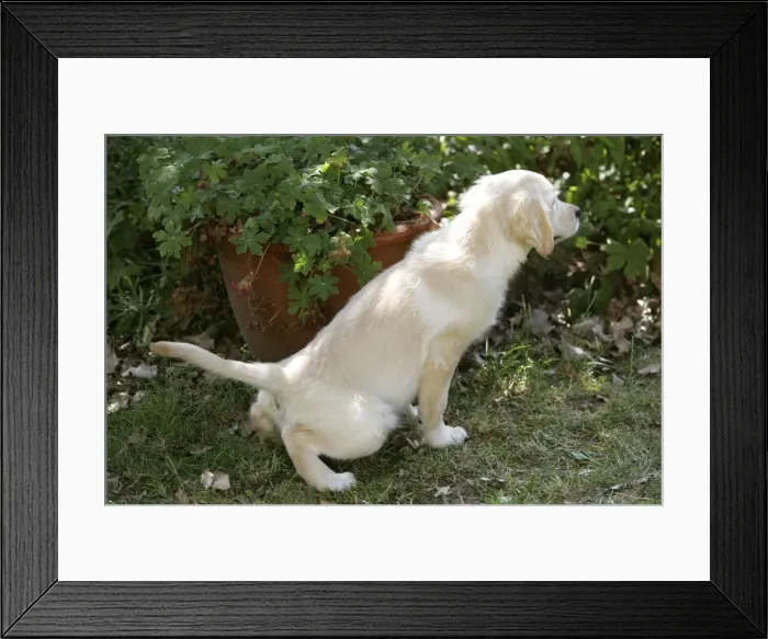 Framed Print : Picture No. 10772528