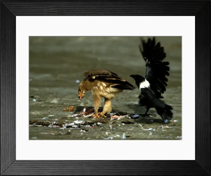 Framed Print : Picture No. 10769777