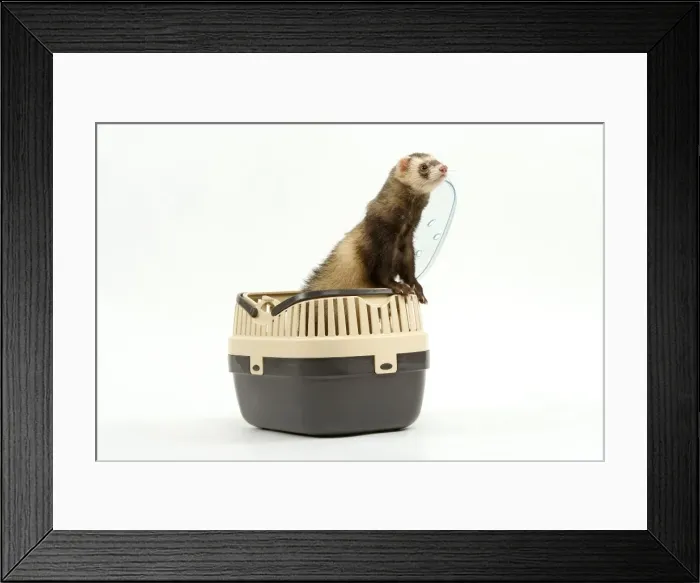 Framed Print : Picture No. 10772577