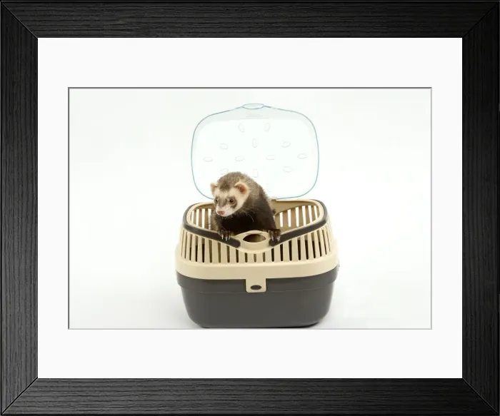 Framed Print : Picture No. 10772576 Framed Print : Picture No. 10772576