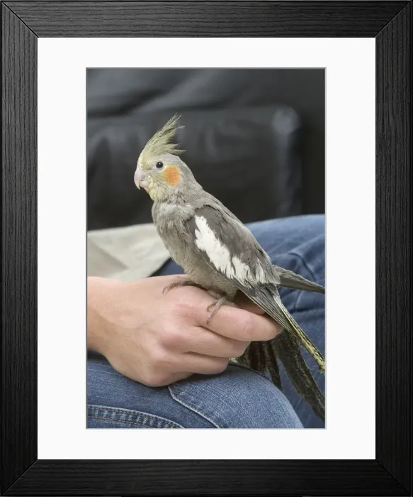 Framed Print : Picture No. 10772578 Framed Print : Picture No. 10772578