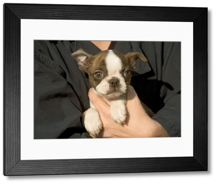 Framed Print : Picture No. 10769822 Framed Print : Picture No. 10769822