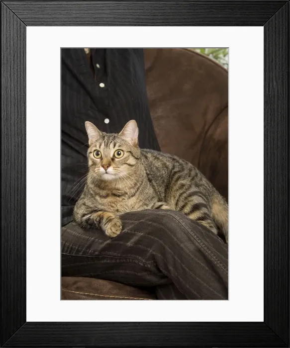 Framed Print : Picture No. 10772526 Framed Print : Picture No. 10772526