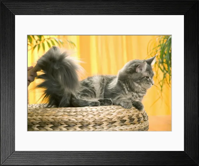 Framed Print : Picture No. 10769799 Framed Print : Picture No. 10769799