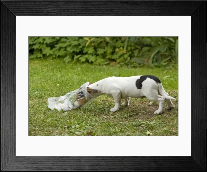 Framed Print : Picture No. 10772731 Framed Print : Picture No. 10772731
