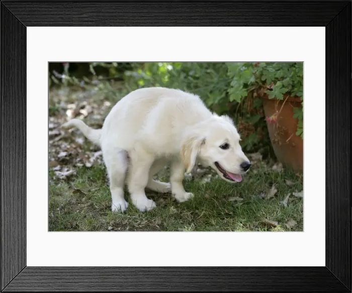 Framed Print : Picture No. 10772527 Framed Print : Picture No. 10772527