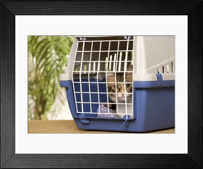 Framed Print : Picture No. 10772565 Framed Print : Picture No. 10772565