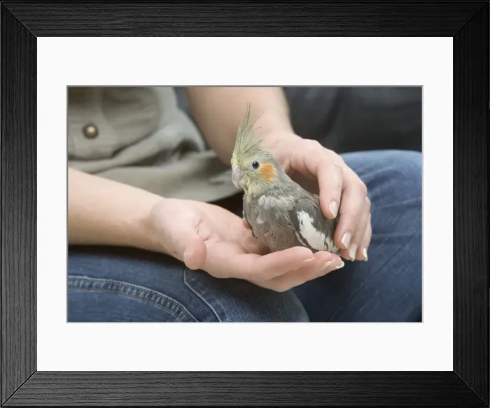 Framed Print : Picture No. 10772579 Framed Print : Picture No. 10772579