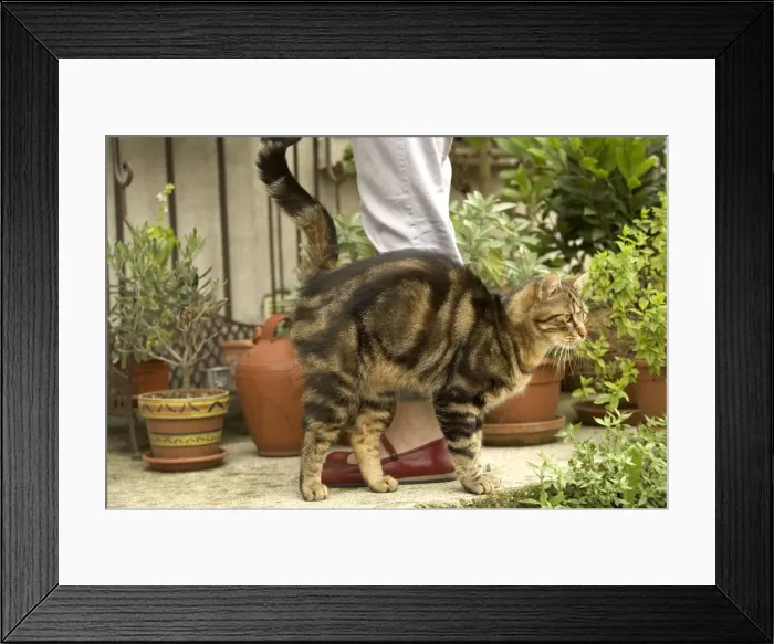Framed Print : Picture No. 10769765 Framed Print : Picture No. 10769765