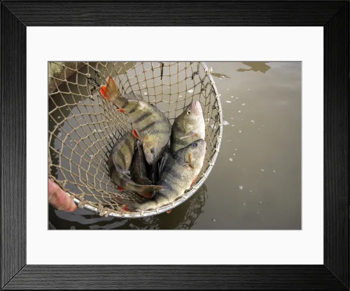 Framed Print : Picture No. 10779266 Framed Print : Picture No. 10779266