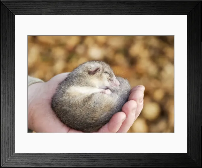 Framed Print : Picture No. 10779297 Framed Print : Picture No. 10779297