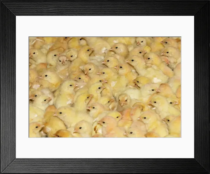 Framed Print : Picture No. 10779315 Framed Print : Picture No. 10779315