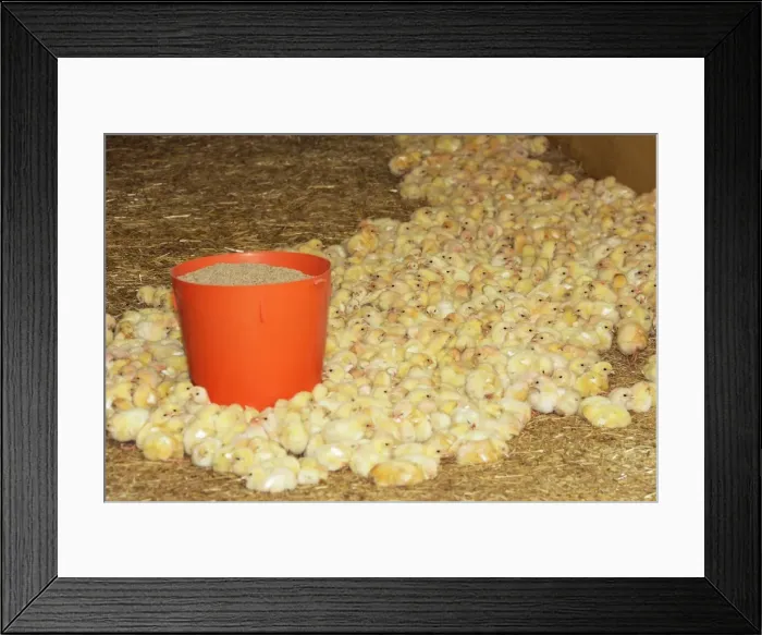 Framed Print : Picture No. 10779314 Framed Print : Picture No. 10779314
