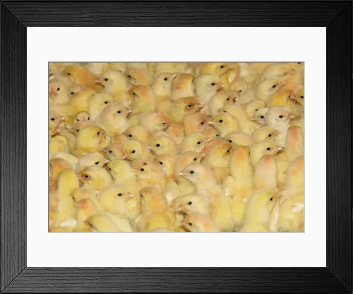 Framed Print : Picture No. 10779316 Framed Print : Picture No. 10779316