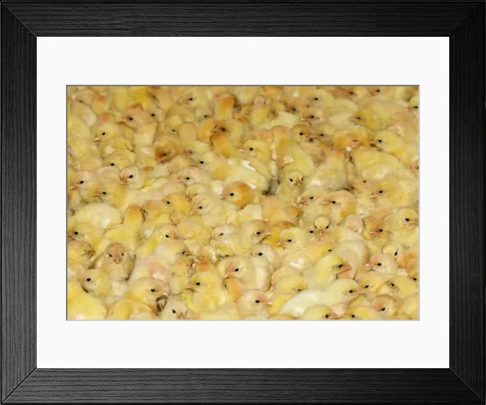 Framed Print : Picture No. 10779319 Framed Print : Picture No. 10779319