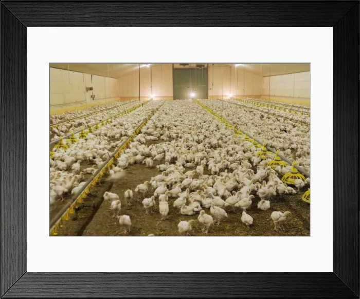 Framed Print : Picture No. 10779320 Framed Print : Picture No. 10779320