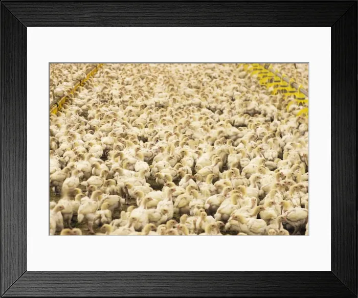 Framed Print : Picture No. 10779321 Framed Print : Picture No. 10779321