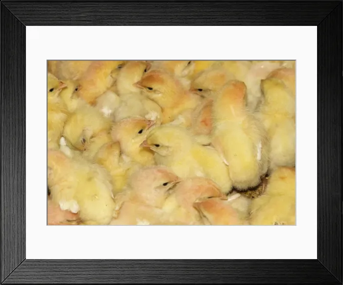 Framed Print : Picture No. 10779318 Framed Print : Picture No. 10779318