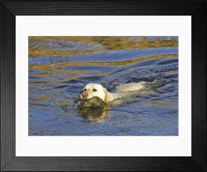 Framed Print : Picture No. 10779345 Framed Print : Picture No. 10779345