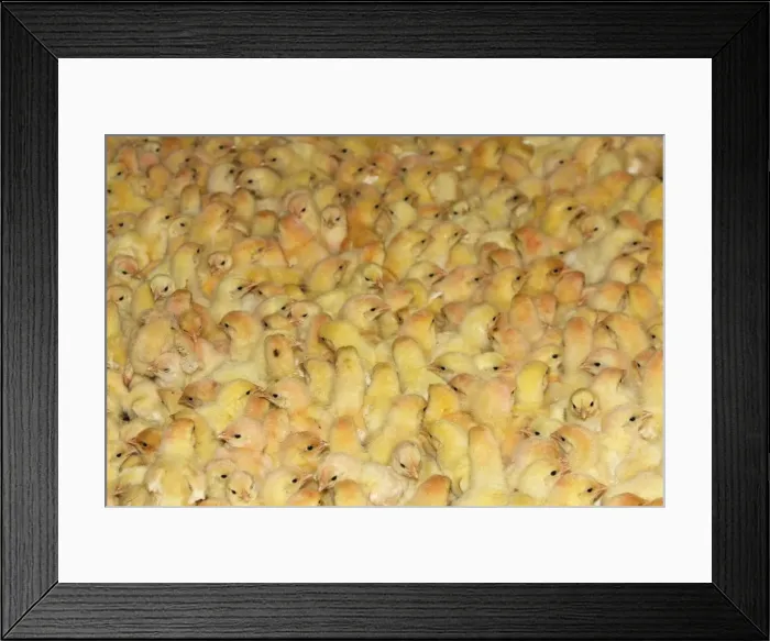 Framed Print : Picture No. 10779317 Framed Print : Picture No. 10779317