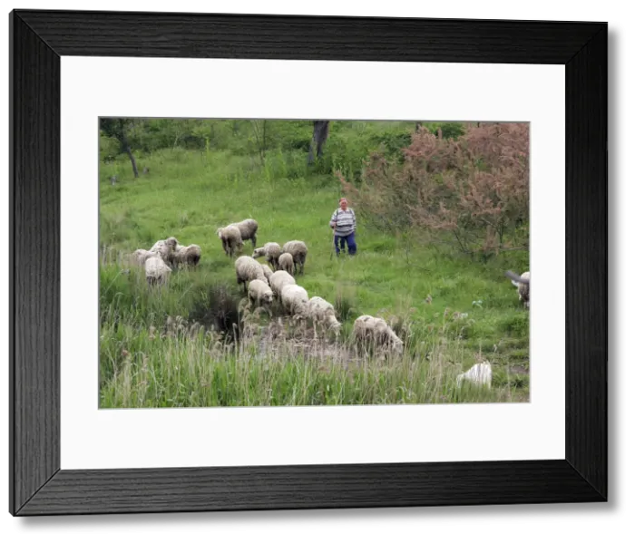 Framed Print : Picture No. 10779878