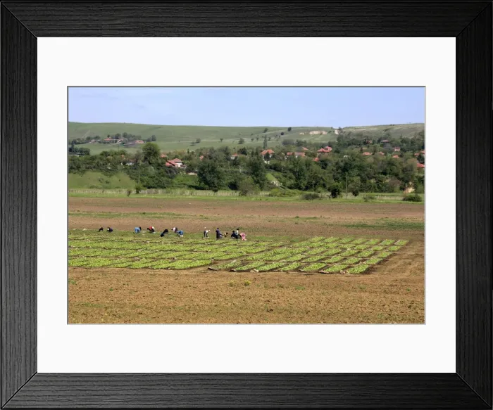 Framed Print : Picture No. 10779877 Framed Print : Picture No. 10779877