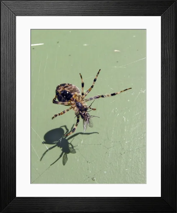 Framed Print : Picture No. 10779963 Framed Print : Picture No. 10779963