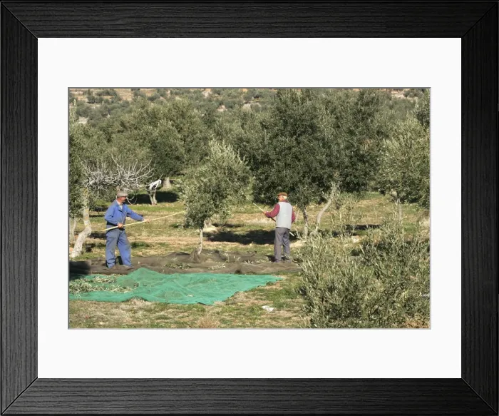 Framed Print : Picture No. 10779947 Framed Print : Picture No. 10779947