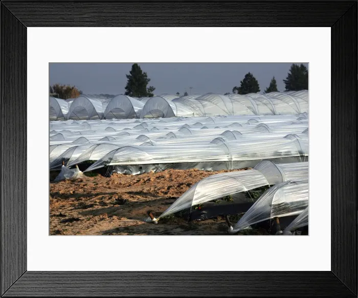 Framed Print : Picture No. 10780146 Framed Print : Picture No. 10780146