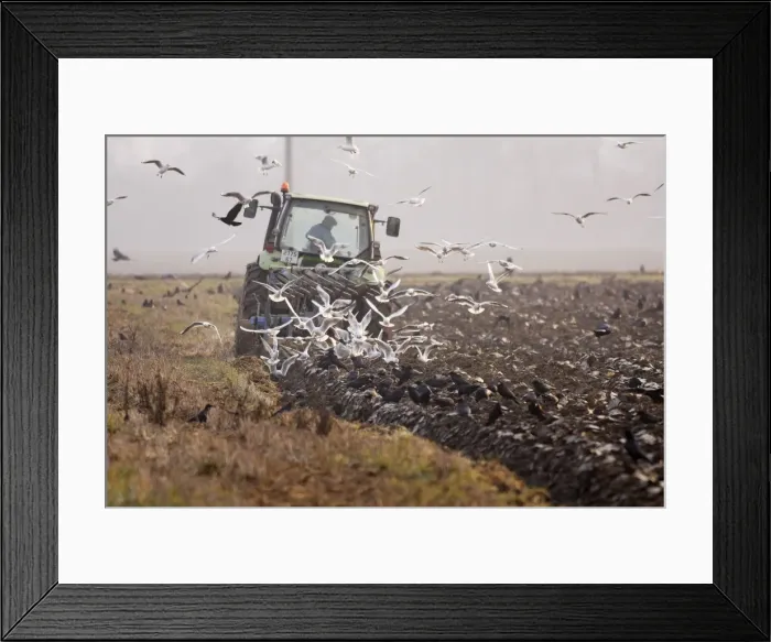 Framed Print : Picture No. 10780223 Framed Print : Picture No. 10780223