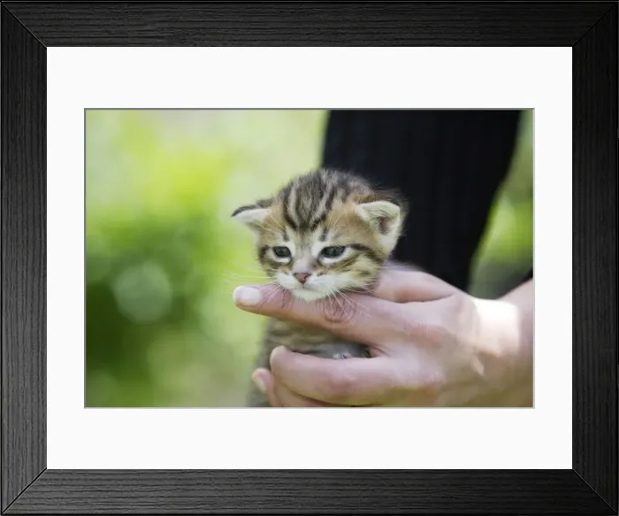 Framed Print : Picture No. 10780353
