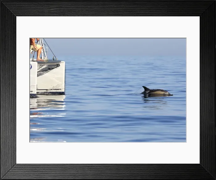 Framed Print : Picture No. 10780404