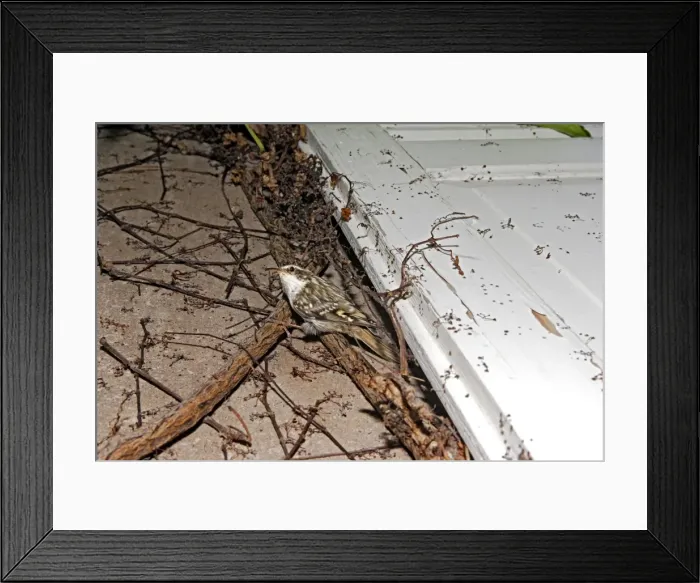Framed Print : Picture No. 10780366 Framed Print : Picture No. 10780366