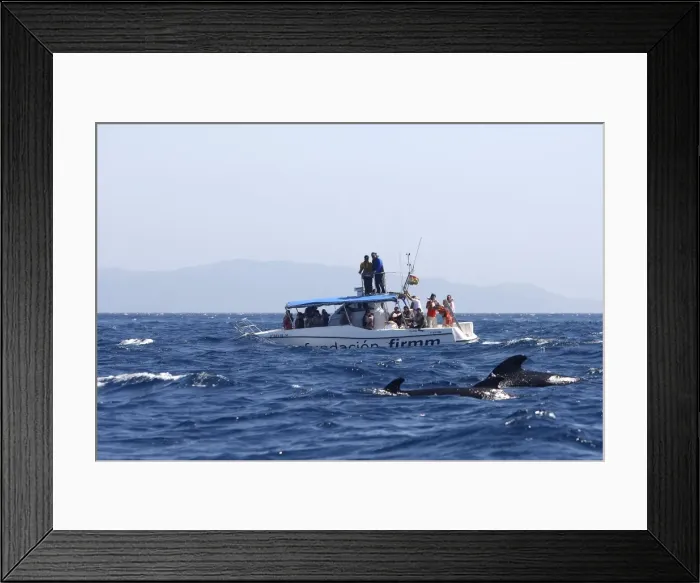 Framed Print : Picture No. 10780441 Framed Print : Picture No. 10780441